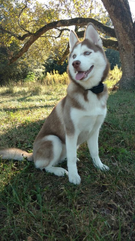 MISSING - REWARD OFFERED - Barnesville, Ga Area- Siberian Husky, White and Red/Brown, Blue Eyes, 1year old, 42 lbs., Last seen with bright green collar with id / phone # tag and rabies tag, if know anything about her where-abouts or found her, please contact Jeri Tharpe @ 706-975-6392 We miss her very much!!! Brown And White Husky, All White Husky, Siberian Husky Blue Eyes, Red And White Husky, Husky Brown, Husky White, Red Siberian Husky, Red Husky, Malamute Husky