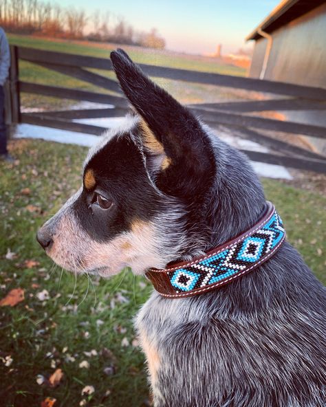 Country Dog Collars, Western Dog Stuff, Western Dog Accessories, Western Puppy, Western Dogs, Western Animals, Country Dogs, Nice Dogs, Western Dog Collars