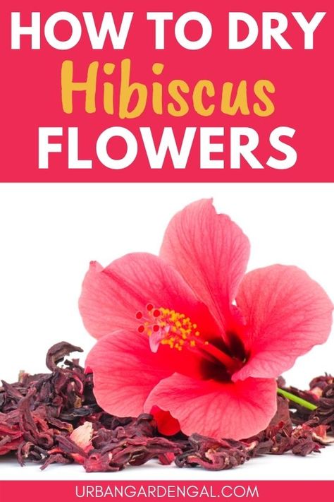 Drying hibiscus flowers Hibiscus Recipe, Hibiscus Flower Tea, Growing Hibiscus, Herbal Tea Garden, Hibiscus Leaves, Dried Hibiscus Flowers, Dried Flowers Diy, Herbal Teas Recipes, Hibiscus Plant