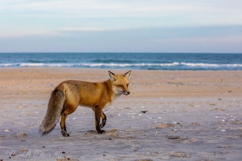 https://flic.kr/p/E65sWZ | Bathing Beauty  8345 | A male fox scours the beach at sunset in search of tidbits left behind by the sea and daytime visitors.  He and his vixen have already established a den amongst the brambles and dunes, far from the prying eyes of humans.  Very soon she will give birth to a healthy litter of kits and the battle for survival will begin anew.  Admired and also hated, these crafty canines have been driven from much of their habitat.  They manage to survive in the... Nature Games, Game Of Survival, Beach At Sunset, Bathing Beauty, Animal References, Give Birth, Left Behind, The Battle, By The Sea