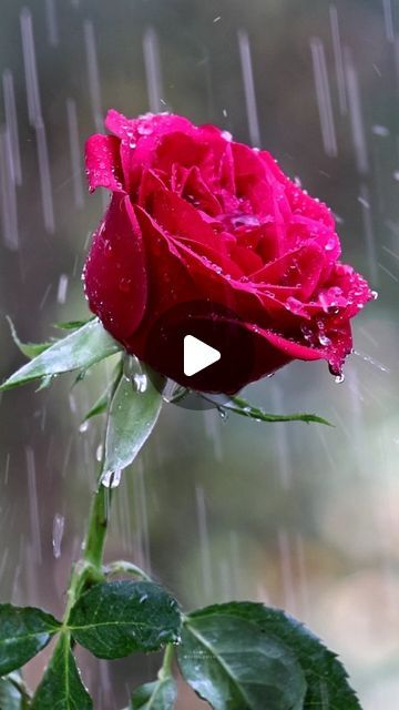 Good Morning Flowers Rose, Rose Flower Wallpaper, Beautiful Rose Flowers, April 19, Good Morning Flowers, Flower Wallpaper, Beautiful Roses, Rose Flower, Roses