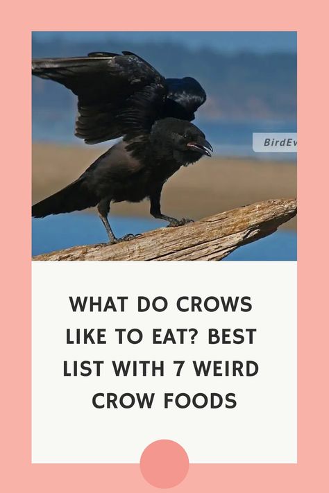 What Do Crows Like To Eat? Best List with 7 Weird Crow Foods https://birdever.com/what-do-crows-like-to-eat What Do Crows Eat, How To Make Friends With Crows, What To Feed Crows, Crow Feeding Station, How To Befriend Crows, How To Attract Crows, Crow Feeder Diy, How To Befriend A Crow, Crow Party Ideas