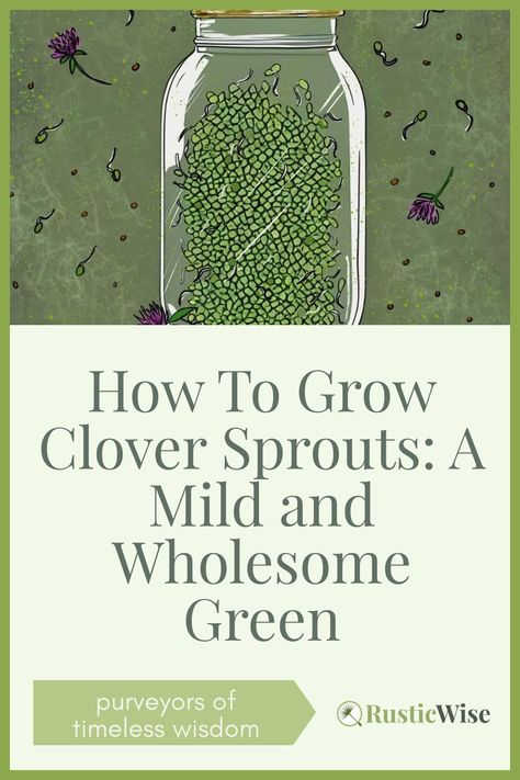 Benefits Of Red Clover, Sprouts Benefits, Clover Plant, Clover Seed, Gardening Food, Light Purple Flowers, Alfalfa Sprouts, 2023 Recipes, Sprouting Seeds