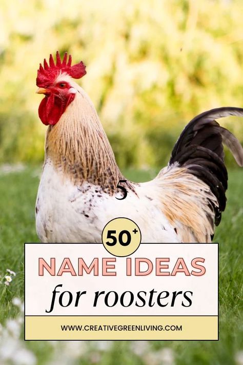 Best rooster name ideas Names For Chickens, Good Chicken Names, Cinnamon Queen, Rooster Names, Plymouth Rock Chicken, Obi One, Rooster Breeds, Baby Chicks Raising, Foghorn Leghorn