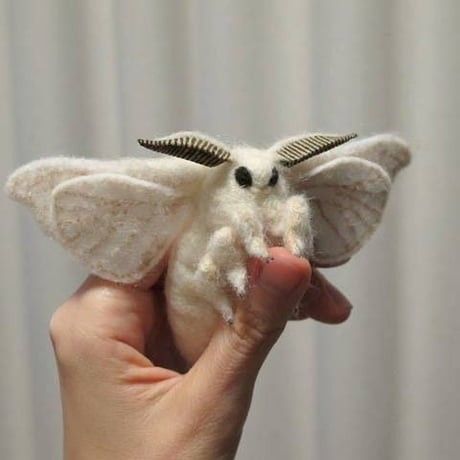 Poodle Moth, Strange Animals, Haunted Places, In Nature, Moth