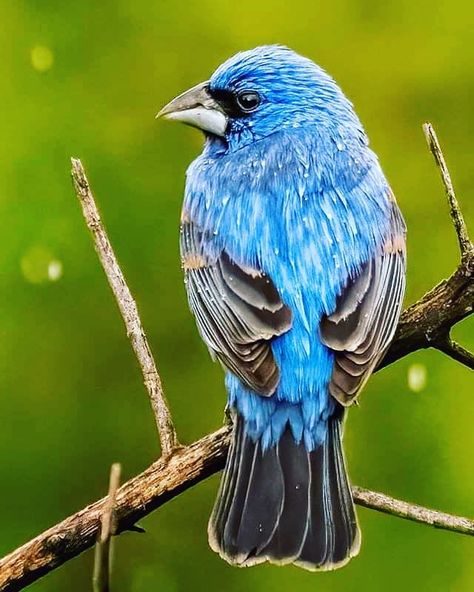 Wildlife Photography Birds, Painted Bunting, World Birds, Most Beautiful Birds, Fly Free, Exotic Birds, Bird Photography, Wildlife Photography, Beautiful Birds