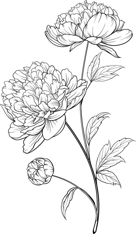 Coloring Pages Free Printable Adult, Free Printable Adult Coloring Pages, New Coloring Pages, Floral Coloring Pages, Peony Flower Tattoos, Peony Drawing, Peony Illustration, Flower Line Drawings, Flower Drawing Tutorials