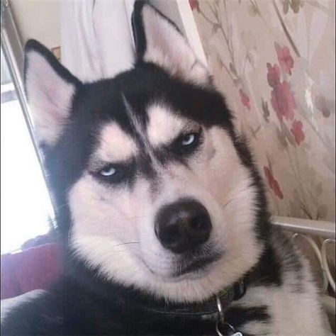 Animal Emotions, Caine Husky, Grumpy Dog, Dogs Husky, Memes Dog, Dog Husky, Alaskan Husky, Husky Funny, Cute Husky