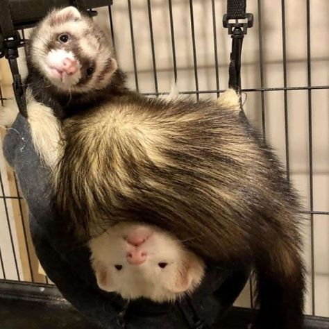 Ferrets Matching Pfp, Cat Noodles, Ferrets Cute, Little Thieves, Baby Ferrets, Funny Ferrets, A Ferret, Pet Ferret, Cute Ferrets