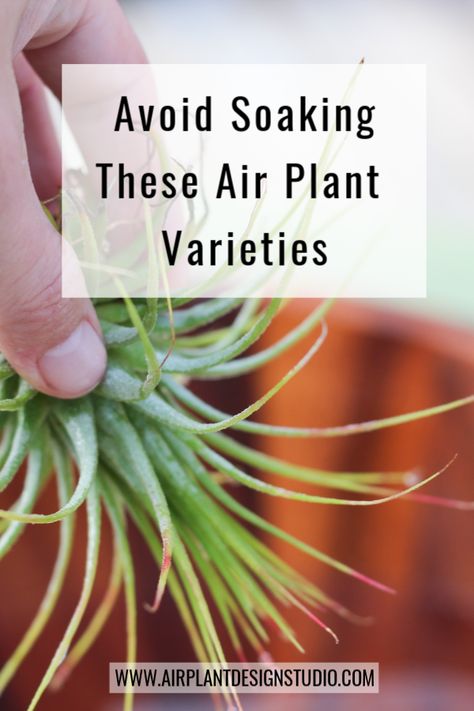 Types Of Air Plants, Air Plants Diy, Air Plant Garden, Air Plants Decor, Plant Display Ideas, Air Plants Care, Plant Varieties, Household Plants, Air Plant Display