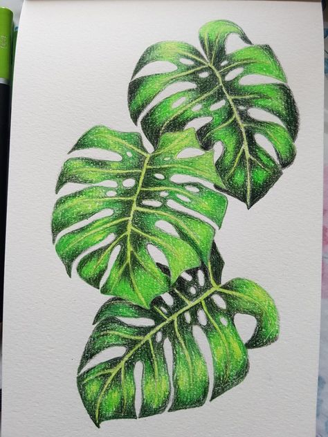 Monstera drawing coloured pencil The Secret Little House Art Ideas Coloured Pencil, Cool Coloured Pencil Drawings, Colour Pencil Drawing Of Flowers, Plant Drawing Colored Pencil, Colour Pencil Drawing Easy Flower, Easy Nature Drawings Colour, Realistic Plant Drawing, Colored Pencil Art Easy Ideas Flower, Nature Drawing Color Pencil