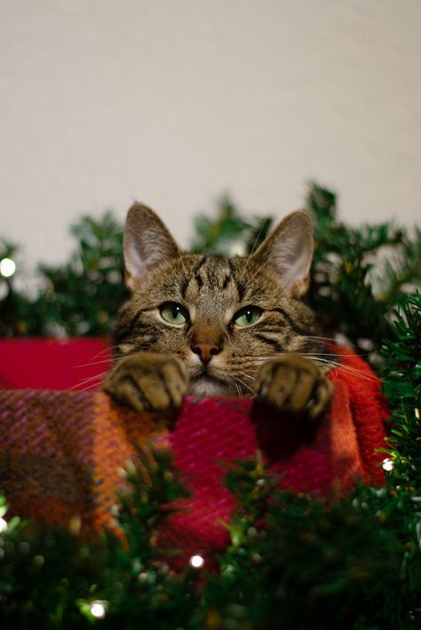 Oscar is ready for Christmas in his cosy basket! Cat Christmas Picture Ideas, Cat Holiday Photos, Christmas Card With Cat Photo Ideas, Cat Christmas Cards Photo Ideas, Christmas Pet Photoshoot, Christmas Cat Photoshoot, Cute Christmas Photoshoot, Cat Christmas Photoshoot, Cat Christmas Pictures