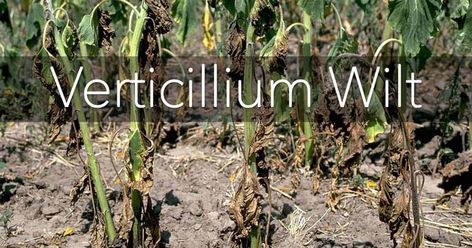 Verticillium wilt a deadly fungus to plants giving in many soil environment. 10 Things to Learn and the solutions . Verticillium Wilt, Things To Learn, Gardening Flowers, Dating Tips For Women, Trees And Shrubs, Vegetable Garden, Garden Plants, Flower Garden, Soil