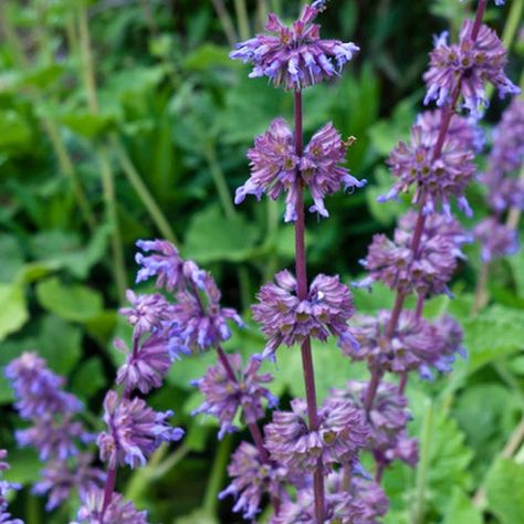 Salvia Purple Rain, Salvia Verticillata, Perennial Meadow, Rose Companion Plants, Fence Border, Naturalistic Garden, Asclepias Tuberosa, Perennial Flowers, Hummingbird Garden