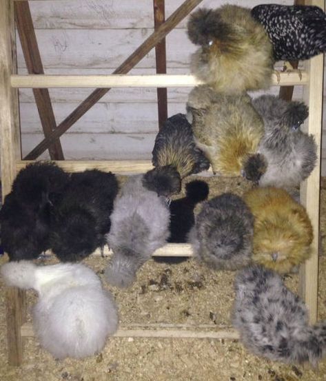 Silkie Chickens Coop, Chicken Ladder, Silkie Bantam, Chicken Perches, Chicken Roost, Chicken Boxes, Fluffy Chicken, Flight Feathers, Chicken Nesting Boxes