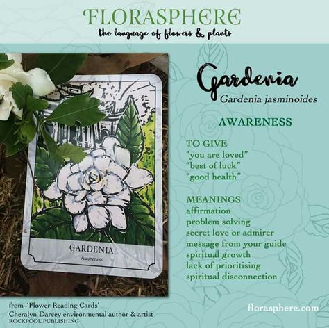 Gardenia Meaning, Flower Magic, Magic Herbs, Stay Golden, Language Of Flowers, Secret Love, Card Reading, Spiritual Growth, Incense