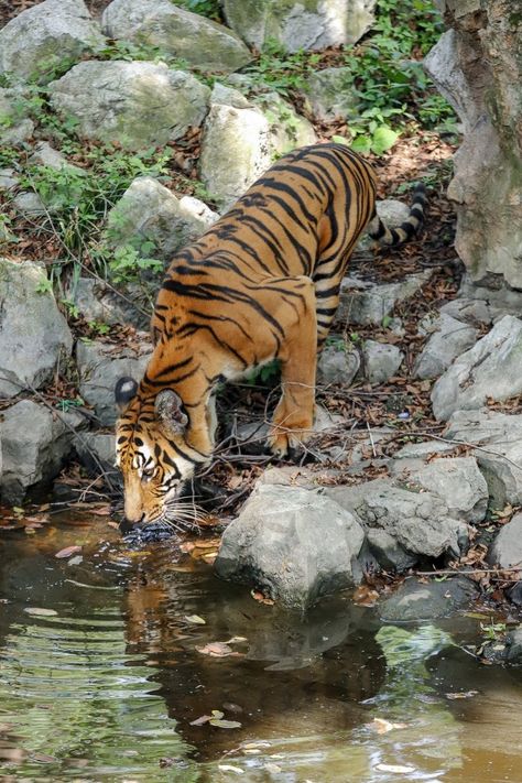 South China tiger - ZooChat South China Tiger, Indian Tiger, Panthera Tigris, South China, New Media, Positive Energy, Tigers, Cool Photos, China