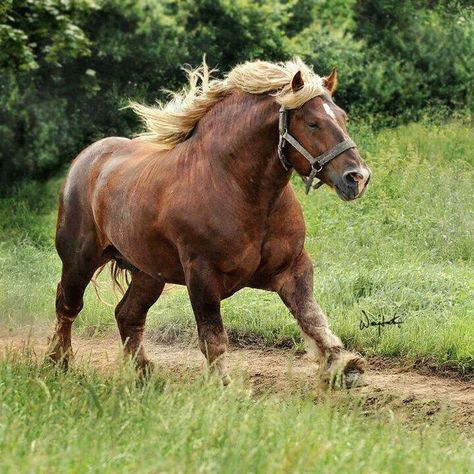 Huge muscular horse-a Jutland from Denmark Draft Horse Breeds, Farm Horses, Suffolk Punch, Big Horses, Work Horses, Majestic Horse, All The Pretty Horses, Horse Crazy, Clydesdale