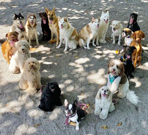 Dog Nursery, Group Of Dogs, Daycare Center, Animal Groups, Dog Daycare, Dog Photography, Shelter Dogs, Pet Grooming, Dog Care