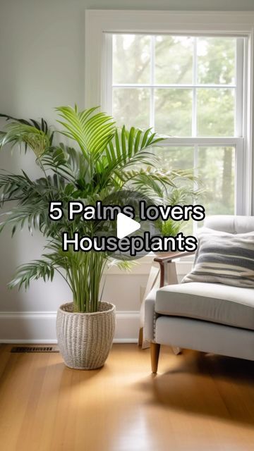 RootGrowings on Instagram: "5 Palms lovers Houseplants 🪴 Explore 5 distinctive houseplants: 🌴 Parlor Palm’s lush canopy, 🌿 Kentia Palm’s elegant fronds, 🎍 Bamboo Palm’s tropical vibe, 🌀 Ponytail Palm’s quirky look, and 🍃 Areca Palm’s airy purifier. #Houseplants #PalmLovers #GreenThumb #IndoorGarden #PlantLife" Bamboo Palm Indoor, Palm Plant Indoor, Areca Palm Indoor, Indoor Palm Plants, Areca Palm Plant, Ponytail Palm, Kentia Palm, Indoor Palms, Bamboo Palm