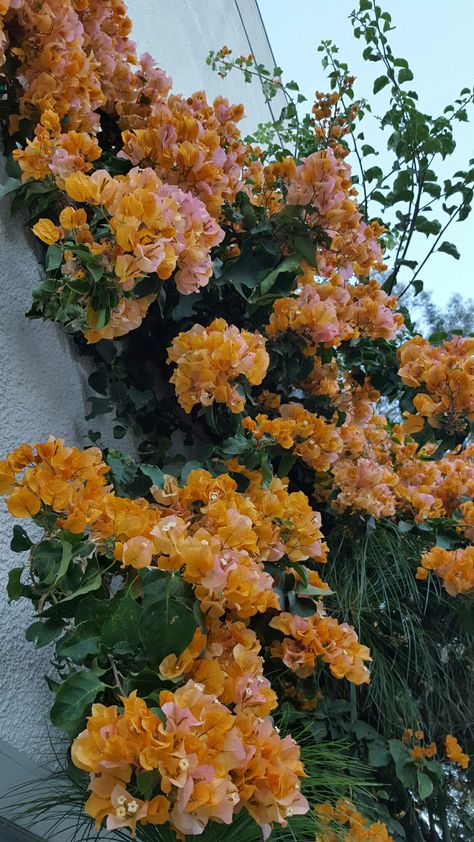 Orange Bougainvillea, Peach Bougainvillea, Bouganvilla Aesthetic, Bougainvillea Flowers Aesthetic, Bougainvillea Orange, Bougainvillea Colors, Bougainvillea Window, Sundown Orange Bougainvillea, Light Pink Bougainvillea