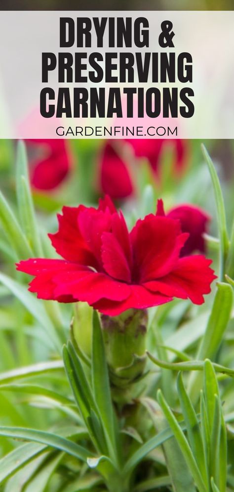 How To Dry Carnations, Dried Carnations, Carnation Plants, Preserving Flowers, Flower Carnation, Preserve Flowers, Clay Plant, Drying Flowers, Clay Plant Pots