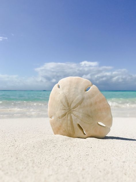 Story of the Sand Dollar Siesta Key Village, Marine Day, Saltwater Fish Tanks, Small Shark, Shells And Sand, Siesta Key Beach, Sunset Point, Backyard Water Feature, Sand Dollars