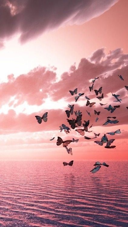 Swarm of butterflies flying towards the pink sunset. #PANDORAloves Flying In The Sky, Butterflies Flying, A Quote, The Sky, Butterflies, Water