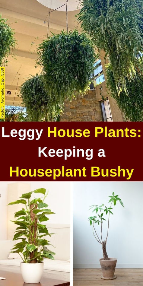 Discover expert tips on keeping your houseplants bushy and vibrant with our  guide on leggy houseplants. Learn essential plant care techniques for  household plants and indoor plant care to prevent leggy seedlings. Explore  how to fix leggy succulents and promote healthy growth. Transform your  indoor garden with lush, thriving greenery! Bushy House Plants, Leggy Succulents, Leggy Seedlings, Houseplant Care, Plant Maintenance, Household Plants, Plant Pests, Pothos Plant, Indoor Plant Care