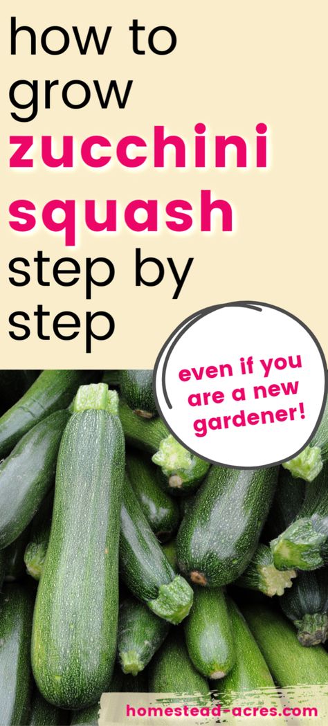 Gardening Zucchini Growing Tips, Regrow Zucchini From Scraps, How To Plant Zucchini Seeds, When To Plant Zucchini Seeds, Planting Zucchini In Raised Beds, Planting Squash Raised Beds, How To Plant Zucchini Plants, Zucchini Garden Tips, Growing Zucchini In Raised Beds