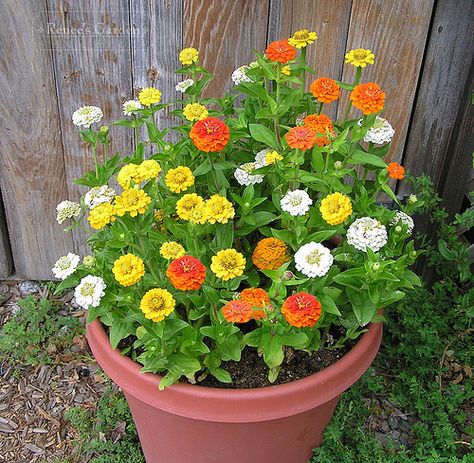 Ashoka Pillar, White Pots, Zinnia Garden, Herbs To Grow, Garden Magic, Garden Container, Window Box Flowers, Plant Benefits, Backyard Flowers