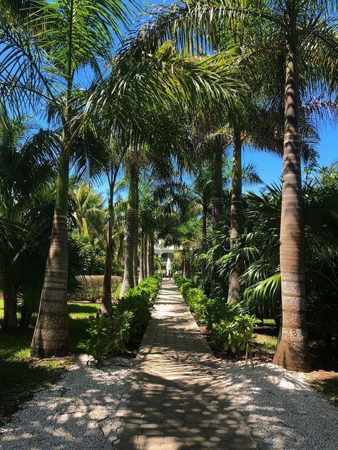 4 Reasons Why Dreams Tulum Resort and Spa Might Be For You - TfDiaries Dreams Tulum Resort And Spa, Dreams Tulum Resort, Tulum Resorts, Dreams Tulum, Tequila Tasting, Dreams Resorts, Explorers Club, Water Playground, Tulum Wedding