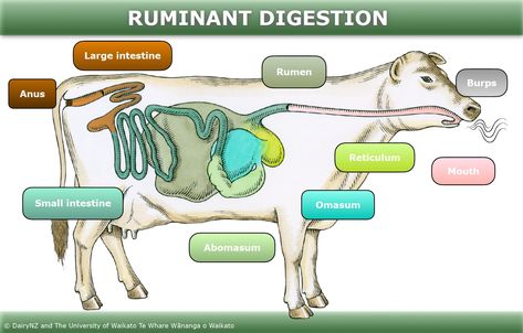 Ruminant digestion — Science Learning Hub Ruminant Digestive System, Cow Digestive System, Stomach Diagram, Digestive System Diagram, Cow Stomach, Digestive System Worksheet, Natural Antacid, Job Application Cover Letter, Fat Animals