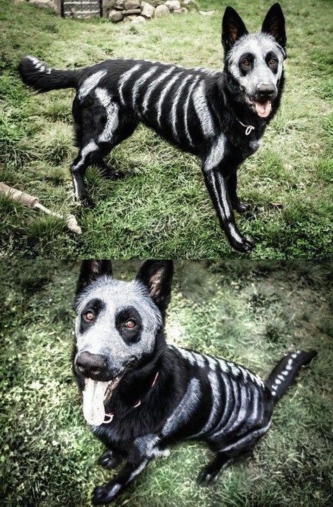 Diy Dog Halloween Costumes, Big Dog Halloween Costumes, Big Dog Costumes, Cute Dog Halloween Costumes, Best Dog Costumes, Cute Dog Costumes, Dog Costumes Funny, Diy Dog Costumes, Pet Halloween Costumes