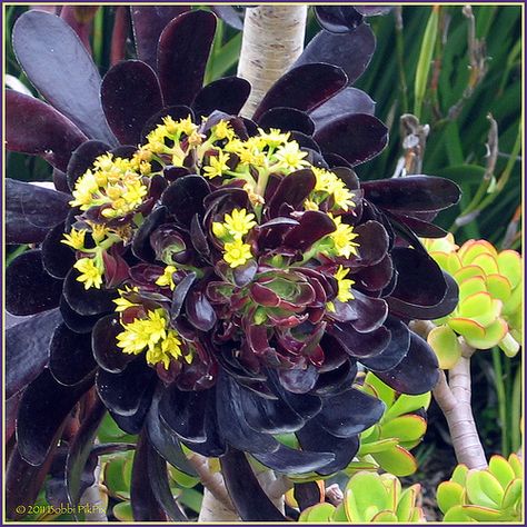 Aeonium arboreum var. atropurpureum Schwarzkopf Black Rose Succulent, Heisler Park Laguna Beach, Heisler Park, Rose Succulent, Rose Blooming, Laguna Beach California, Cactus Succulents, Types Of Succulents, Sandy Soil