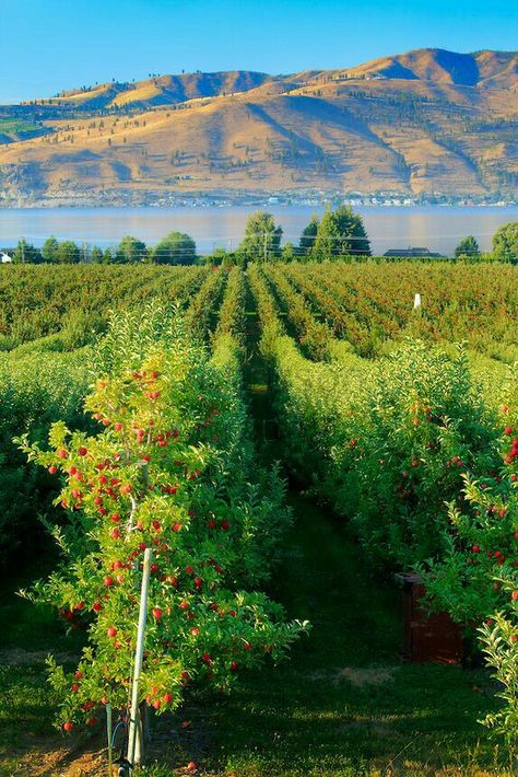 Washington Wine Country, Lake Chelan, Eastern Washington, Apple Season, Farm Lifestyle, Evergreen State, Apple Orchard, Vegetable Garden Design, Fruit Garden