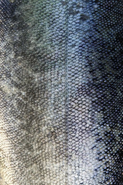 fish scales by pikkatze-d4b0uqq Fish Scale Fabric, Fish Scales Texture, Fish Skin Texture, Emily Windsnap, Siren Scales, Fish Texture, Fish Scale Texture, Blue Scales, Scale Texture