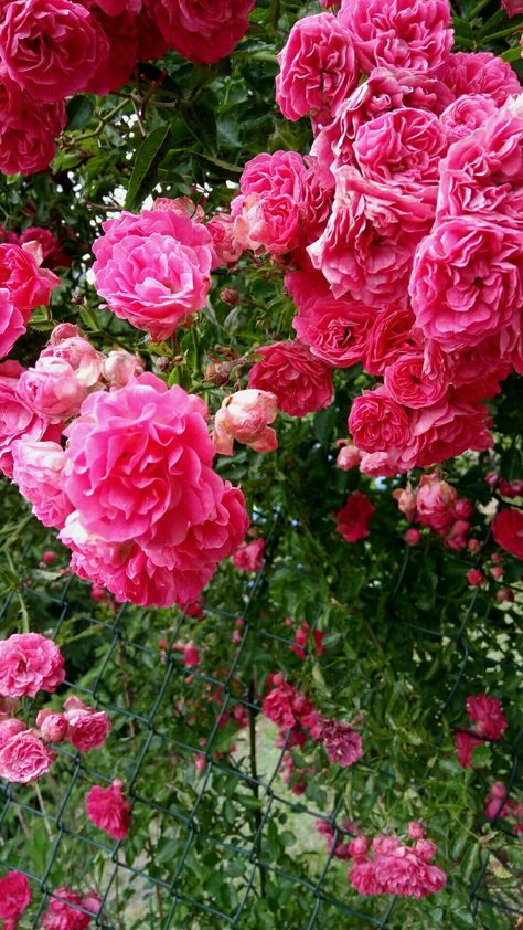 Pnw Art, Pink Nature, Rose Bath, Diy Roses, Rose Photography, Summer Solstice, Wild Rose, Wild Roses, Tattoo Idea