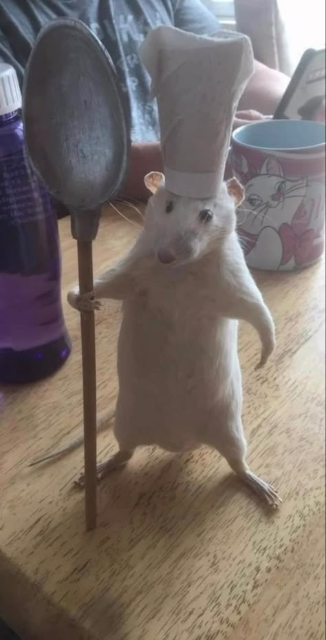 Funny Rats, Funny Hamsters, Cute Rats, Funny Animal Photos, A Rat, Funny Animal Jokes, 웃긴 사진, Silly Animals, Very Funny Pictures