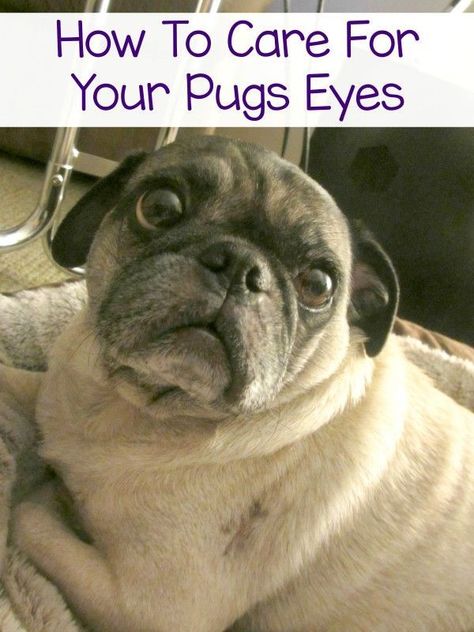 Those pug puppy dog eyes are cute but they need to be cared for - come find out how I care for my pugs eyes.  | pug care | pug health Pug Facts, Pugs And Kisses, Baby Pugs, Salmon Oil, Puppy Dog Eyes, Pug Mom, A Pug, Pug Puppies, Dog Care Tips