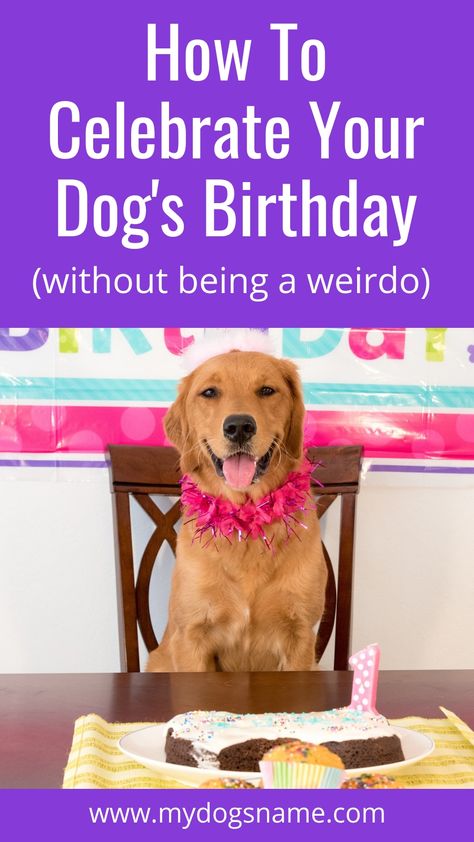 Dog's Birthday, Dogs Birthday, Puppy Birthday Parties, Dog Birthday Party, Puppy Birthday, Dog Projects, Aggressive Dog, Dog Help, Dog Party