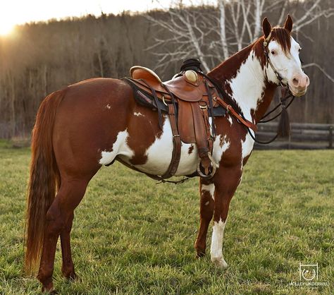 Paint horse stallion with western saddle. American Paint Horse, Painted Horses, Horse Facts, Pinto Horse, Barrel Racing Horses, Rodeo Horses, Big Horses, Paint Horse, Horse Wallpaper