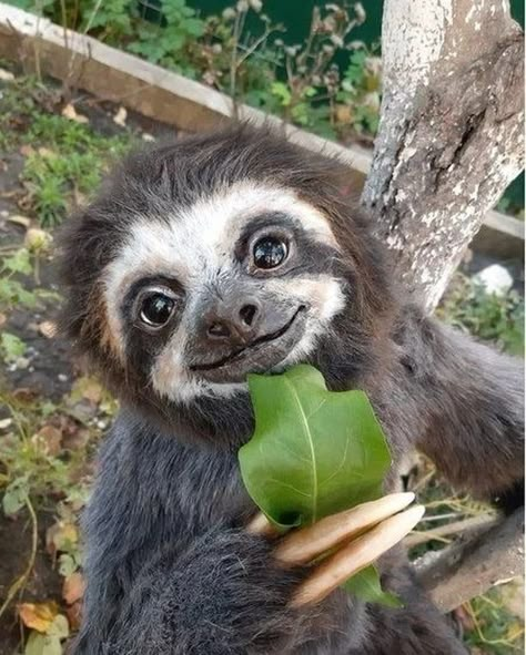 @slothscommunity shared a photo on Instagram: “Nature is full of beautiful animals. Love it. ===========… in 2022 | Cute baby sloths, Animals beautiful, Cute animals images Cute Sloth Pictures, Sloth Pictures, Baby Sloth, Cute Sloth, Cute Wild Animals, Little Animals, Amazing Animals, Beautiful Animals, Cute Little Animals