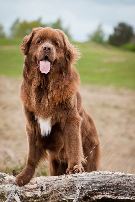 brown by lovable-moments Witches Hut, Burnese Mountain Dog, Funny Dog Jokes, Dog Brown, Big Dog Breeds, Greater Swiss Mountain Dog, Dog Jokes, Farm Dogs, Animal Print Wallpaper