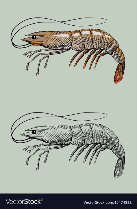 Vintage Shrimp Illustration Shrimp Sketch Drawings, Shrimp Photography Ocean, How To Draw A Shrimp, Shrimp Illustration Cute, Shrimp Anatomy, Shrimp Illustrations, Shrimp Tattoo, Shrimp Drawing, Shrimp Design