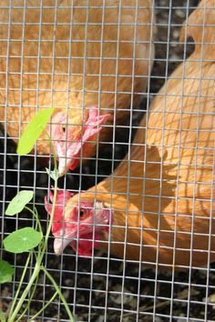 Urban Chicken Farming, Chicken Coop Garden, Portable Chicken Coop, Urban Chickens, Chicken Coop Run, Backyard Chicken Farming, Best Chicken Coop, Chicken Run, Raising Backyard Chickens