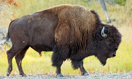 Bison Reference, Buffalo Animal, Bison Art, North American Animals, Animal Reference, American Animals, American Bison, Animal Study, History Painting