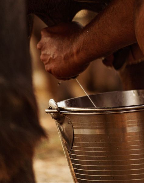 Milking Cows, Milk Cow Aesthetic, Milking Cow, Cow Milk, Cow Milking, Cows Milk, Cow Milking Aesthetic, Milking Cows Aesthetic, Milk Photography