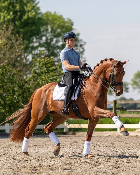 How impressive is this horse? 😍 #equestrian #dressage #horse