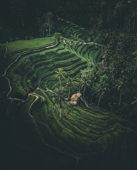 #bali #indonesia #worldtravel forest #tourist Adventure Magazine, Bali Holidays, Nature Projects, Bali Island, Rice Fields, Rice Terraces, Drone Photos, Adventure Sports, Lifestyle Store